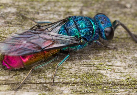 Chrysis angustula · auksavapsvė