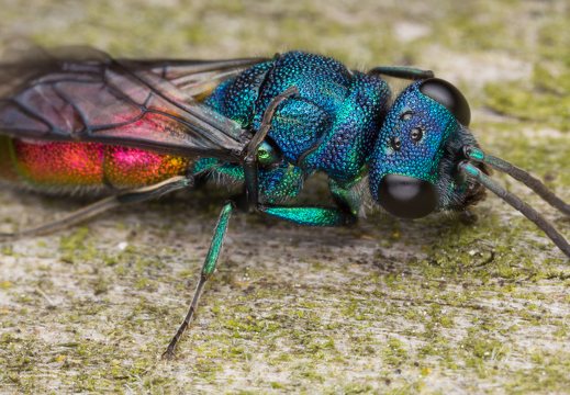 Chrysis angustula · auksavapsvė