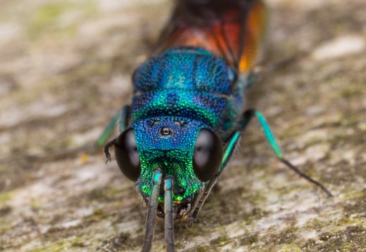 Chrysis angustula · auksavapsvė