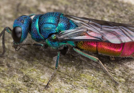 Chrysis angustula · auksavapsvė