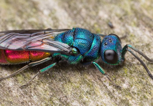 Chrysis angustula · auksavapsvė