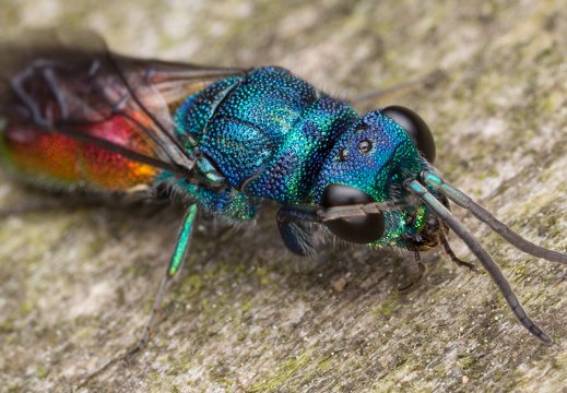 Chrysis angustula · auksavapsvė