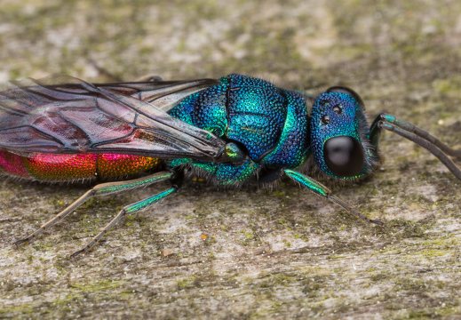 Chrysis angustula · auksavapsvė