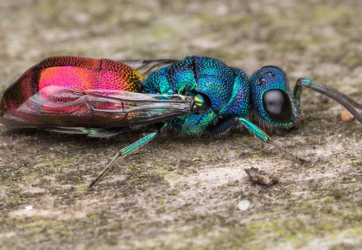 Chrysis angustula · auksavapsvė