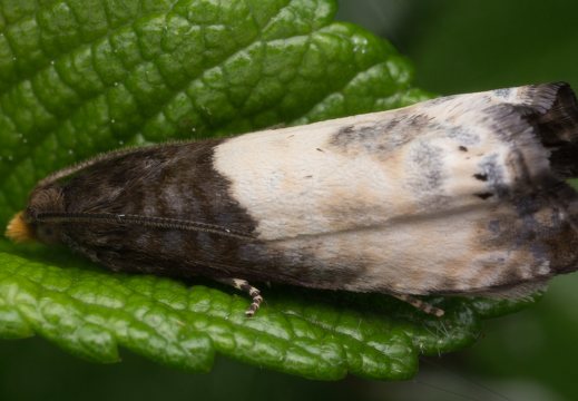 Notocelia cynosbatella · dvispalvė notocelija