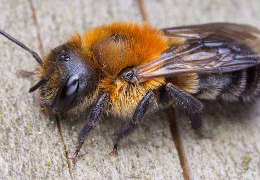 Megachilidae · bitės lapkirpės