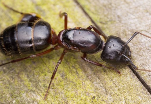Camponotus herculeanus · skruzdėlė