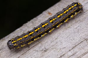 Orthosia miniosa caterpillar · baltasparnis ankstyvasis pelėdgalvis, vikšras