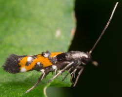 Momphidae · tamsiosios čiuopiklinės kandys