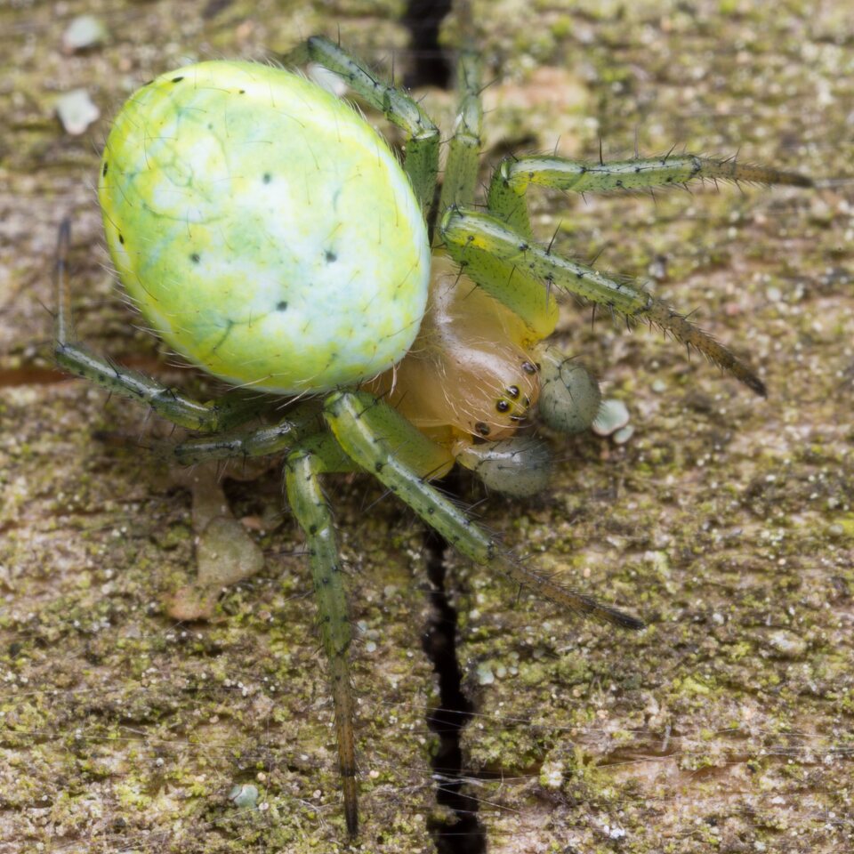 Araniella cucurbitina · paprastasis moliūgvoris