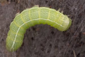 Cosmia trapezina caterpillar · sodinis pelėdgalvis, vikšras