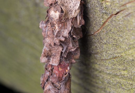 Canephora hirsuta · juodasis maišuotis