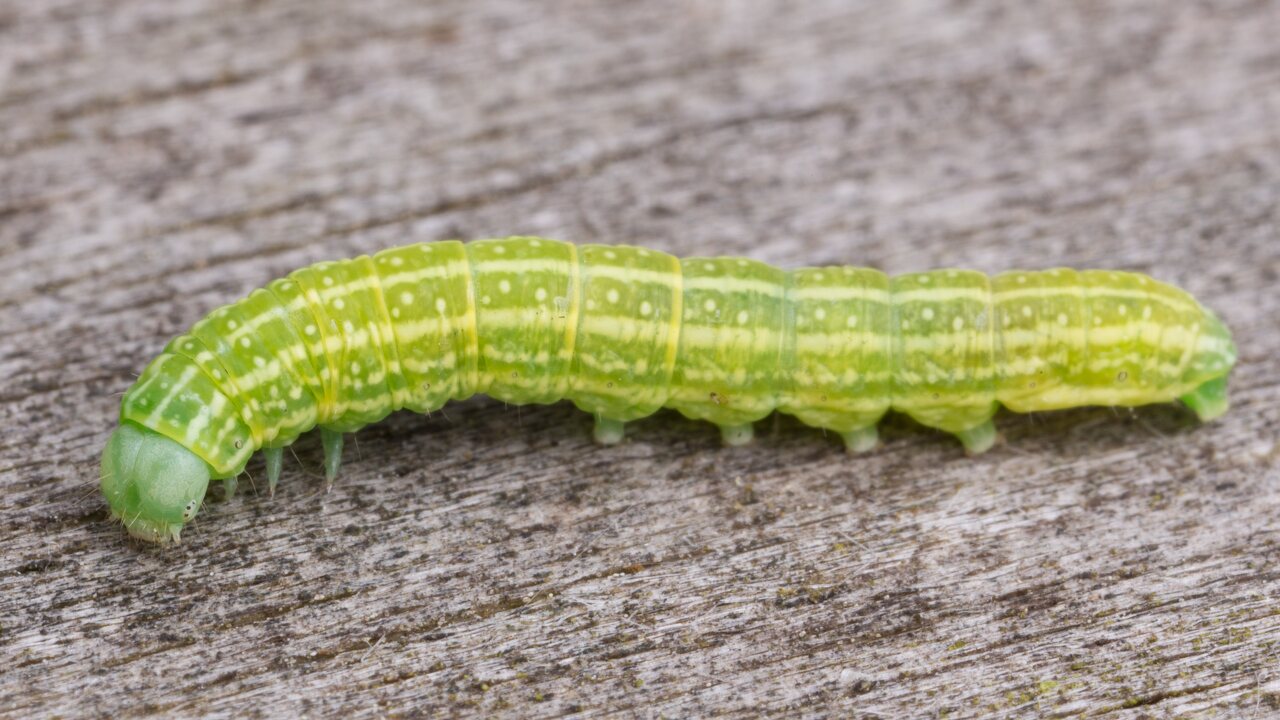 Cosmia pyralina caterpillar · rudasis guobinis pelėdgalvis, vikšras