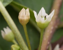 Frangula alnus flowers · paprastasis šaltekšnis, žiedai