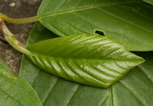 Frangula alnus leaves · paprastasis šaltekšnis, lapai