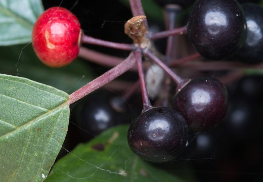 Frangula alnus fruits · paprastasis šaltekšnis, uogos