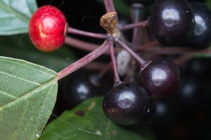 Frangula alnus fruits · paprastasis šaltekšnis, uogos