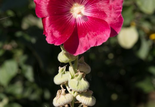 Alcea rosea · aukštoji piliarožė