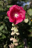 Alcea rosea · aukštoji piliarožė