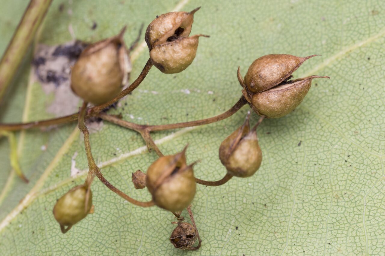 Scrophularia nodosa fruits · nariuotasis bervidis, vaisiai