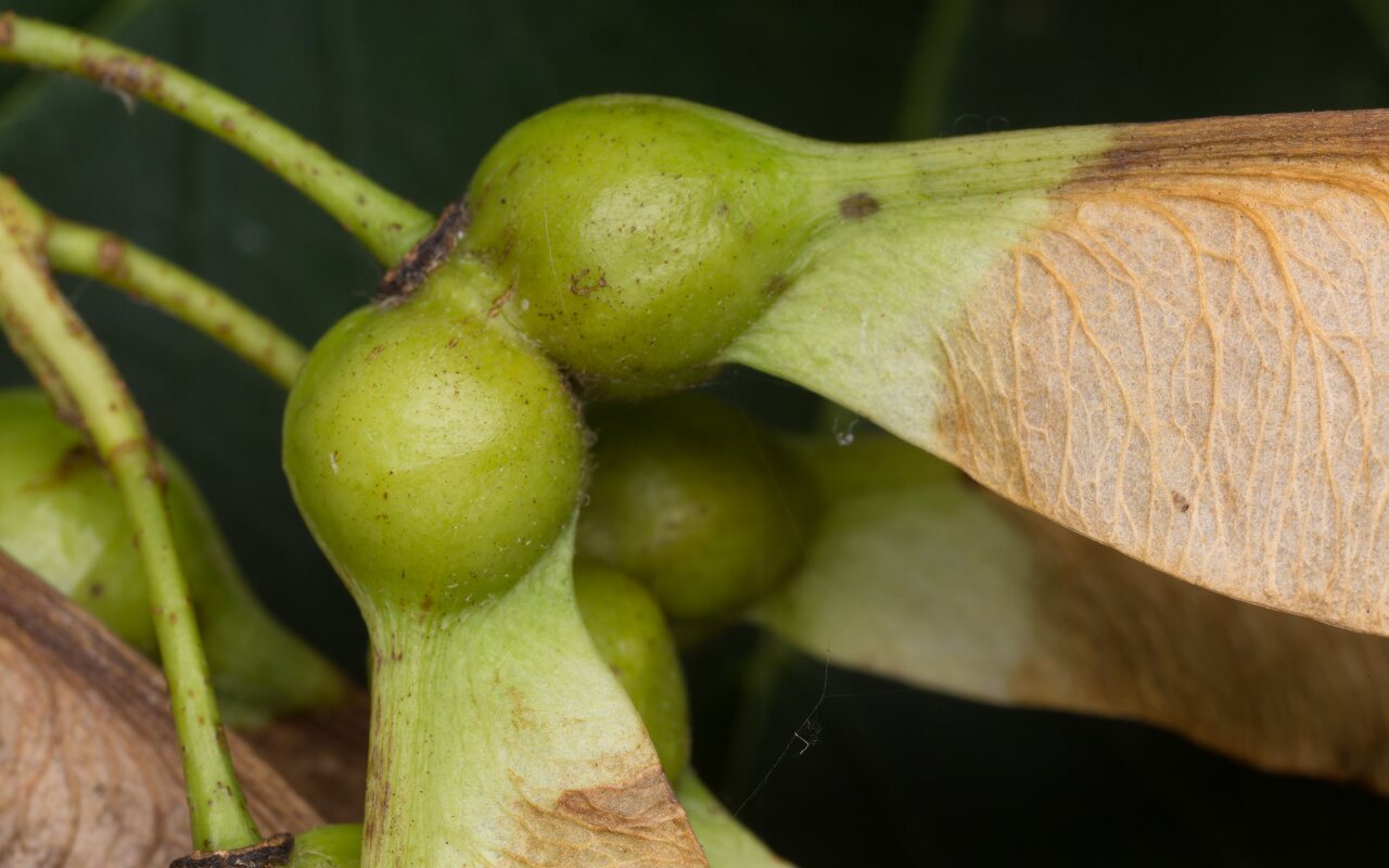 Acer pseudoplatanus fruits · platanalapis klevas, vaisiai