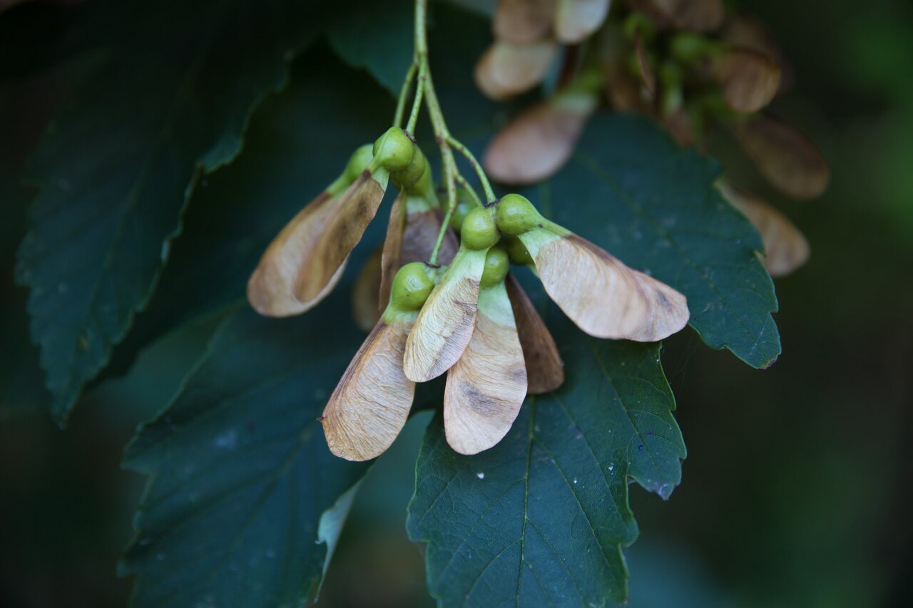 Acer pseudoplatanus fruits · platanalapis klevas, vaisiai