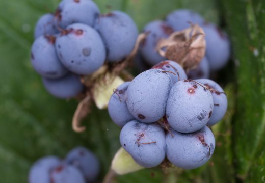 Rubus caesius fruits · paprastoji gervuogė, vaisiai