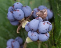 Rubus caesius fruits · paprastoji gervuogė, vaisiai