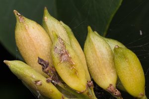 Syringa vulgaris fruits · paprastoji alyva, vaisiai