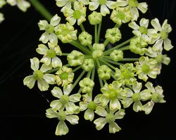 Apiaceae · salieriniai