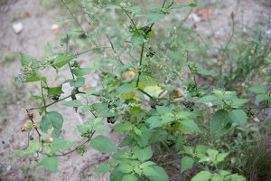 Solanum retroflexum · lenktažiedė kiauliauogė
