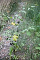 Solanum retroflexum · lenktažiedė kiauliauogė