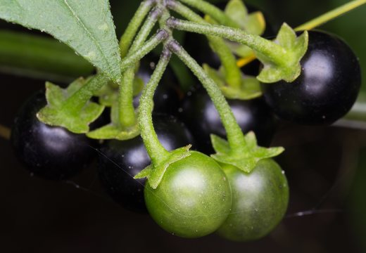 Solanum retroflexum berries · lenktažiedė kiauliauogė, uogos