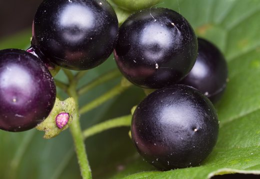 Solanum retroflexum berries · lenktažiedė kiauliauogė, uogos
