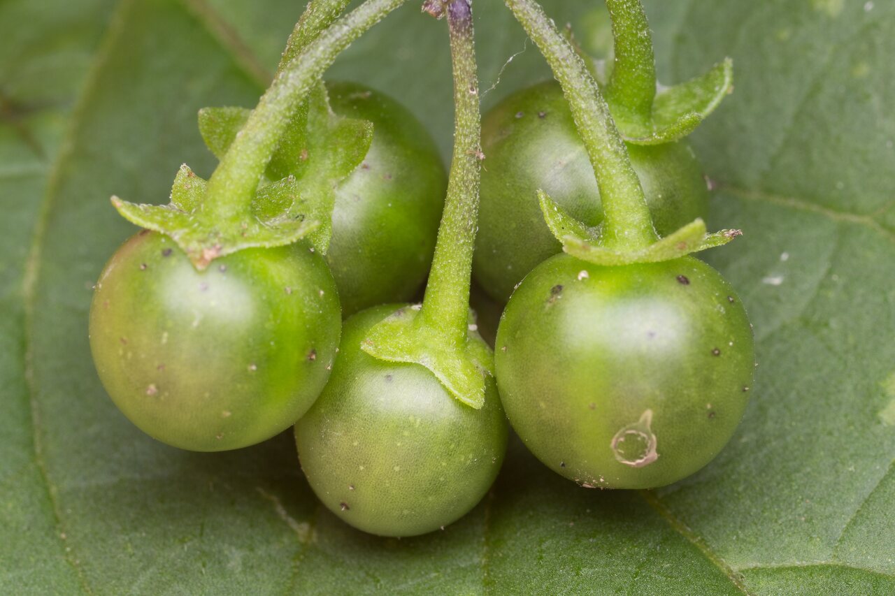 Solanum retroflexum unripe berries · lenktažiedė kiauliauogė, uogos
