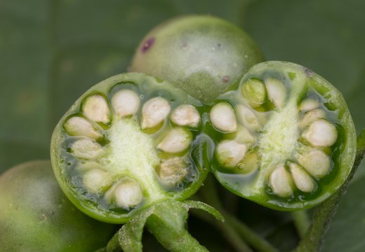 Solanum retroflexum unripe berries · lenktažiedė kiauliauogė, uogos