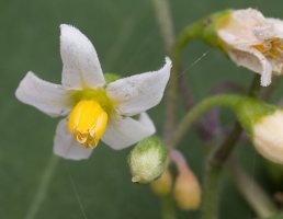 Solanum retroflexum flowers · lenktažiedė kiauliauogė, žiedai