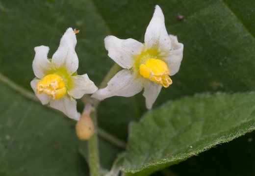 Solanum retroflexum flowers · lenktažiedė kiauliauogė, žiedai