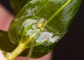 Potamogeton perfoliatus leaf · permautalapė plūdė, lapas