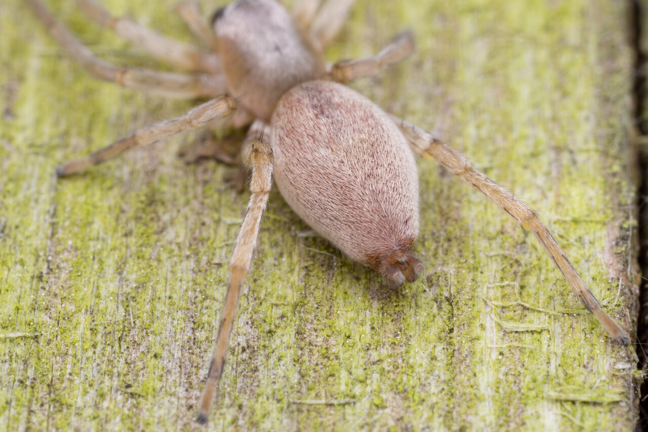 Clubionidae · maišiavoris