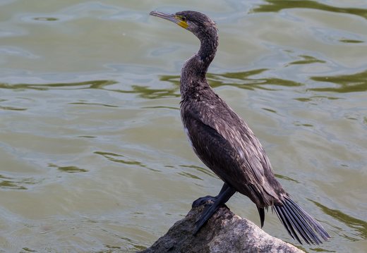 Phalacrocorax carbo · didysis kormoranas