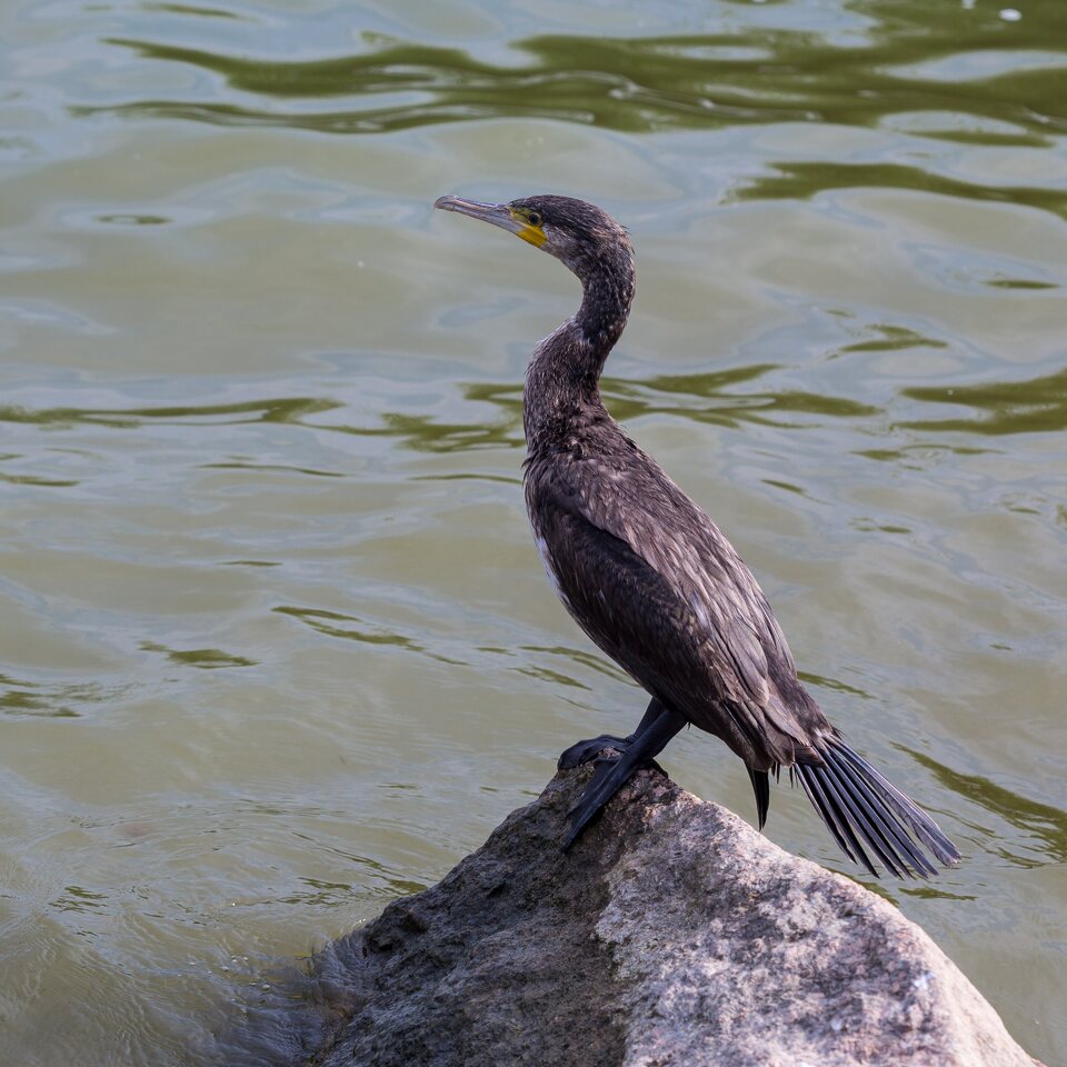 Phalacrocorax carbo · didysis kormoranas
