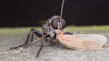 Asilidae · musė plėšrūnė