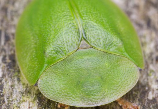 Cassida viridis · žaliasis skydinukas