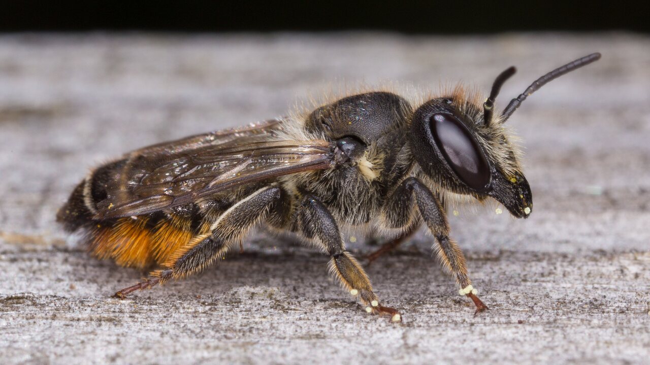 Megachile centuncularis · bitė