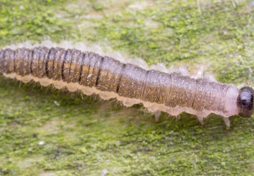 Cladius (Priophorus) brullei larva · pjūklelis, lerva