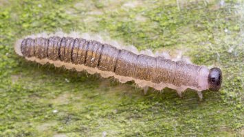 Cladius (Priophorus) brullei larva ? · pjūklelis, lerva