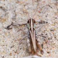 Myrmeleotettix maculatus male · margasis ietinukas ♂