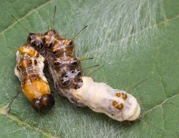 Acronicta alni young caterpillar · alksninis strėlinukas, jaunas vikšras