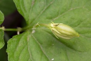 Viola reichenbachiana seed capsule · miškinė našlaitė, dėžutė su sėklomis